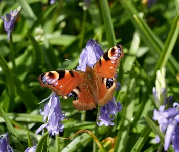 Peacock butterfly feeding.jpg